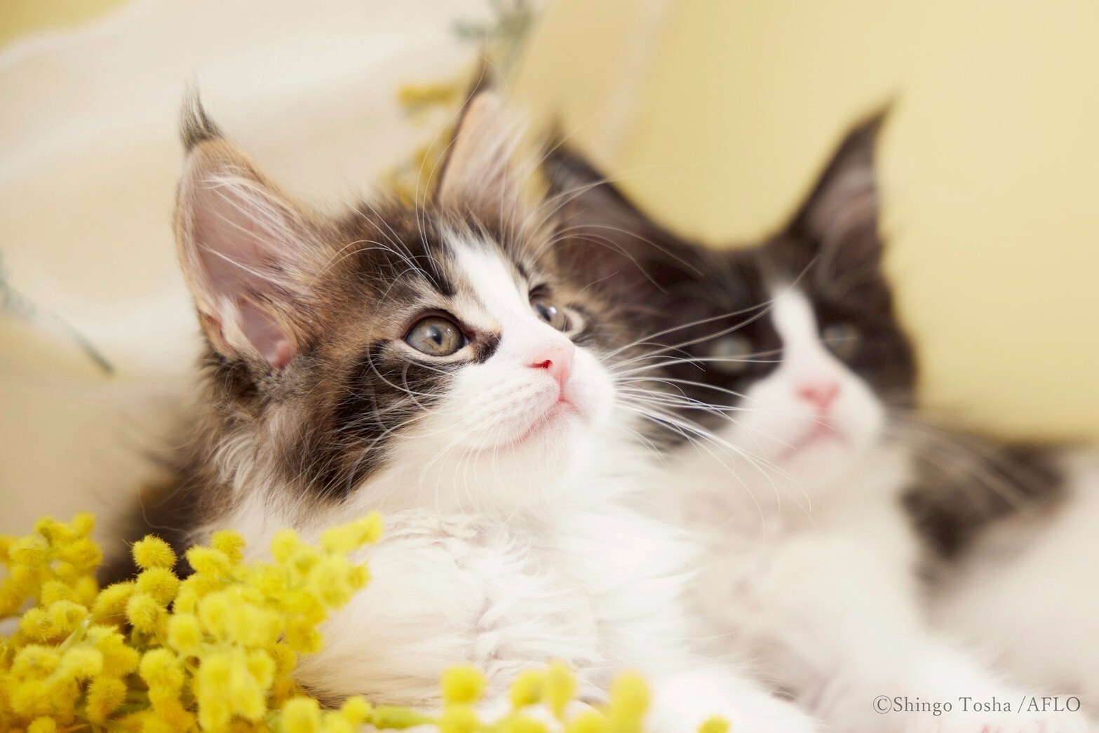 Ask us anything about pets!